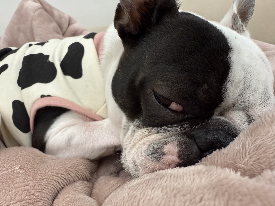 アップロード画像