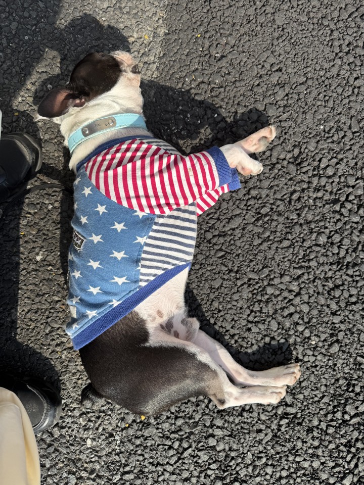 アップロード画像