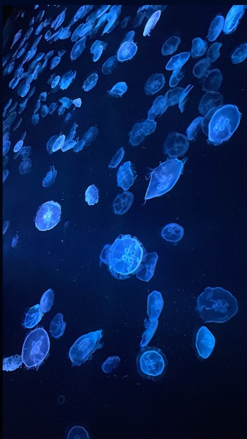 写メ