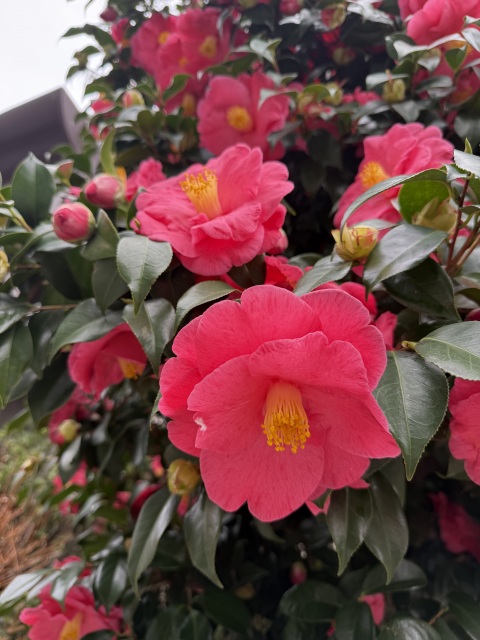 写メ