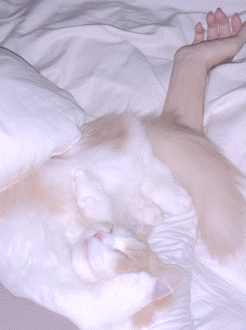 アップロード画像