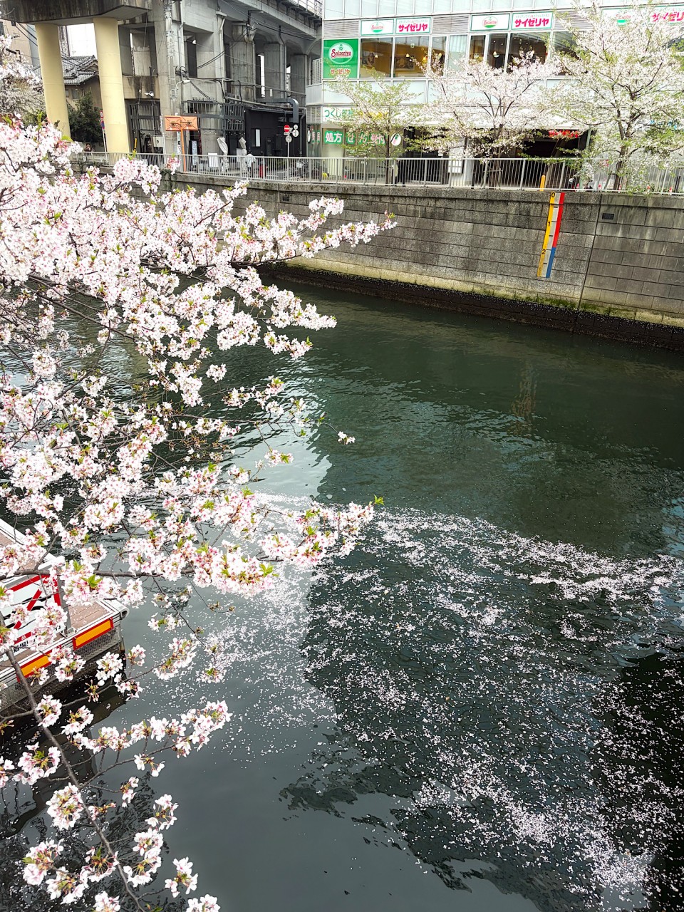 アップロード画像