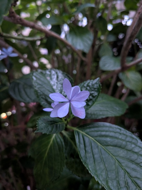 写メ