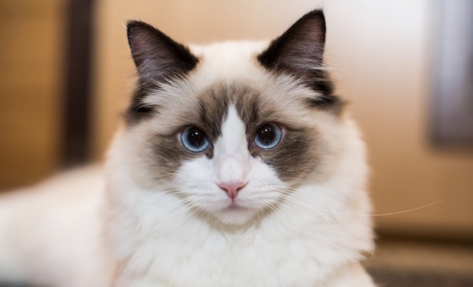 アップロード画像