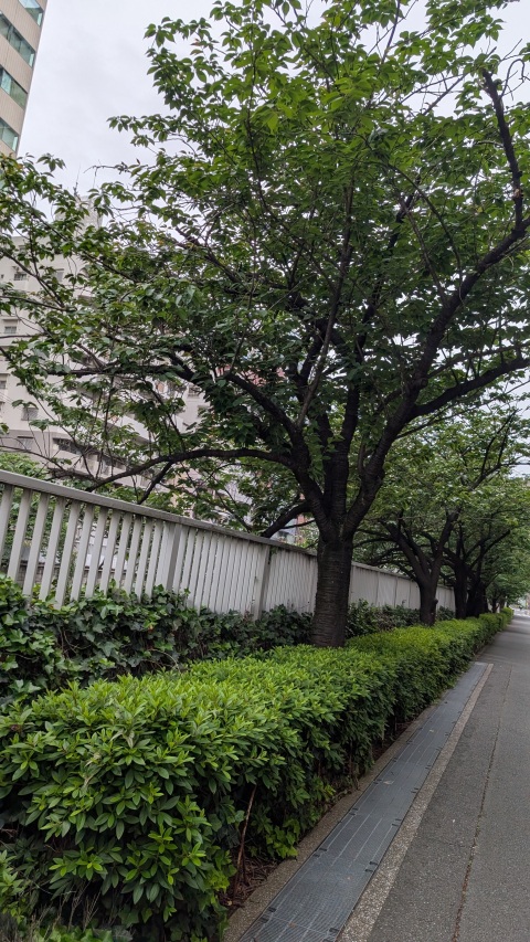 写メ